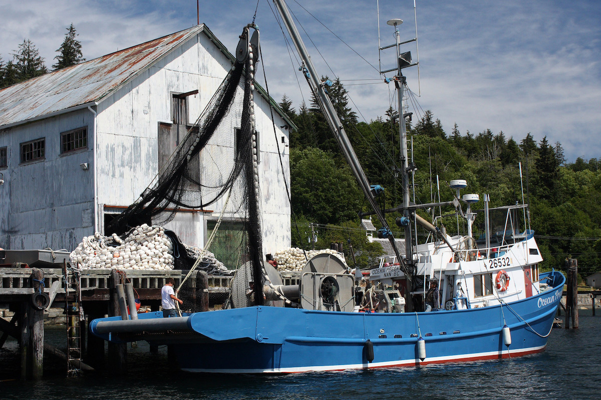 Feds launch licence buyback plan to scale down B.C.'s salmon fishing fleet