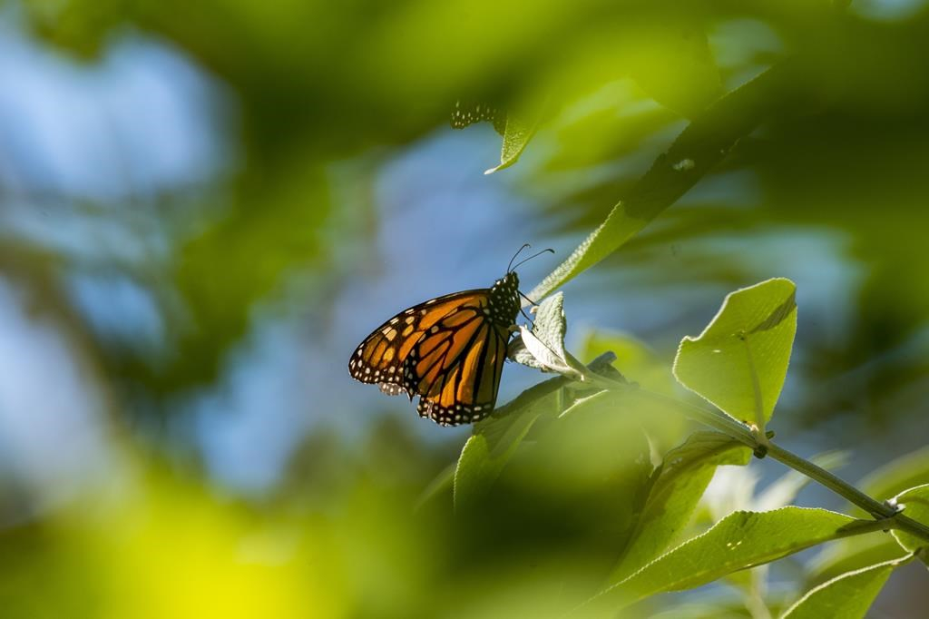 The Number of Western Monarch Butterflies Is Decreasing. Starting