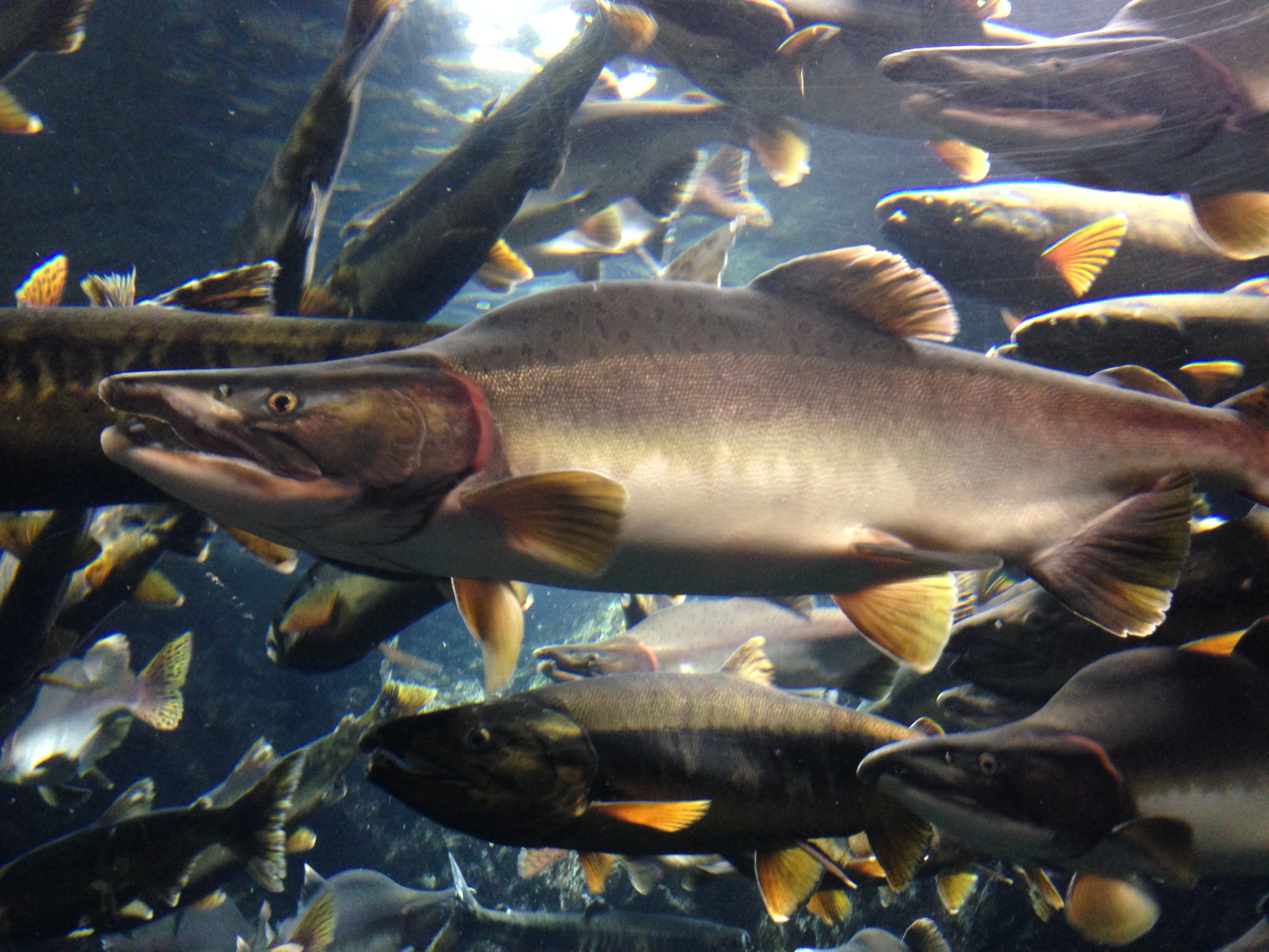 Is the new salmon on Canada's East Coast friend or foe?