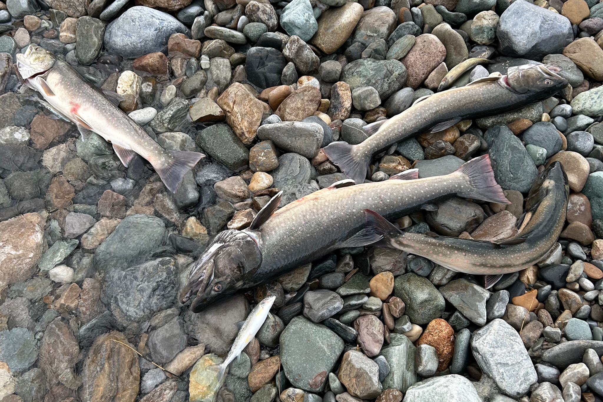 Anglers and River Guardians help Kootenay fish cross rivers