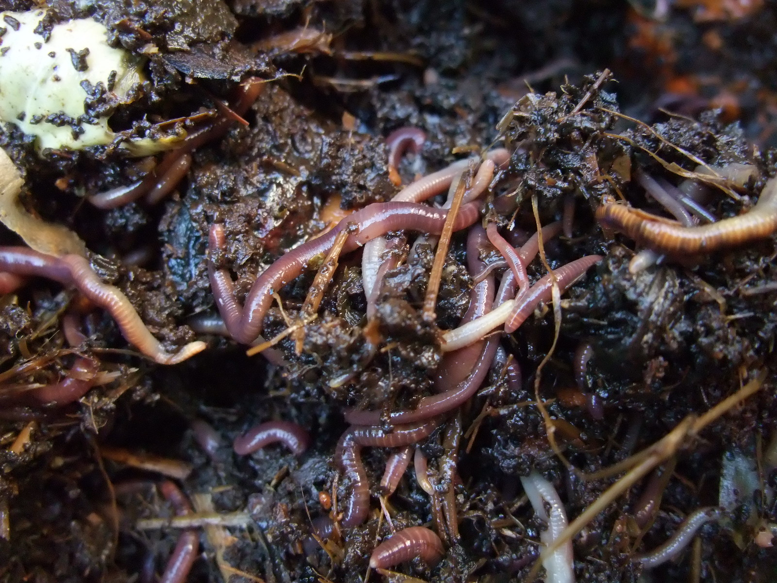 Earthworms help produce as much grain as Russia