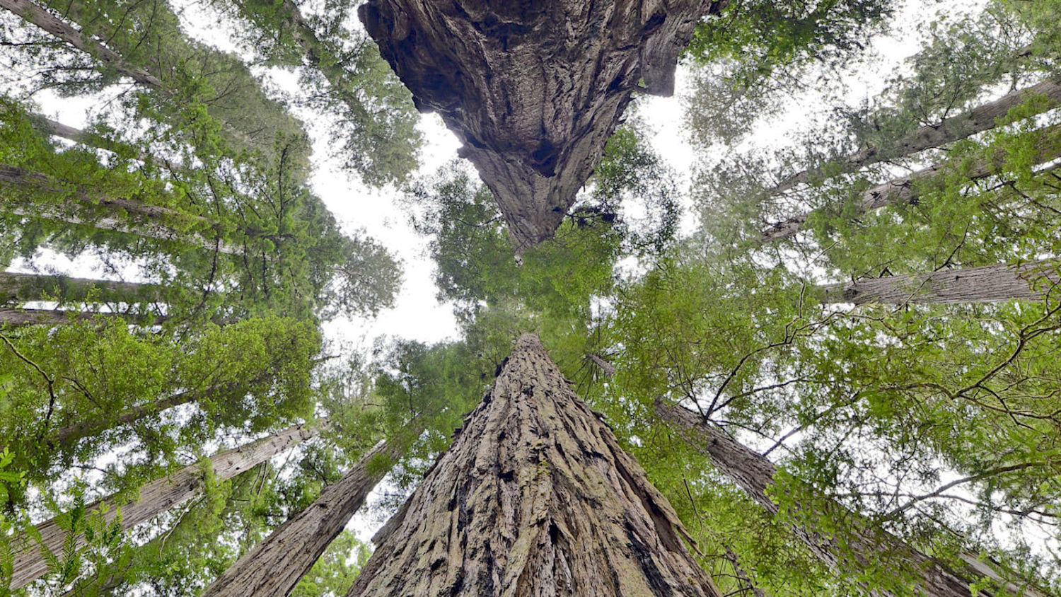 Why we should bring back redwood forests