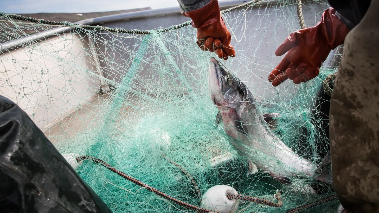 As salmon disappear, the battle over fishing rights in Alaska intensifies