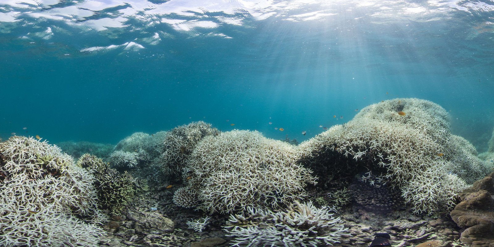 Bleaching fears along the Great Barrier Reef