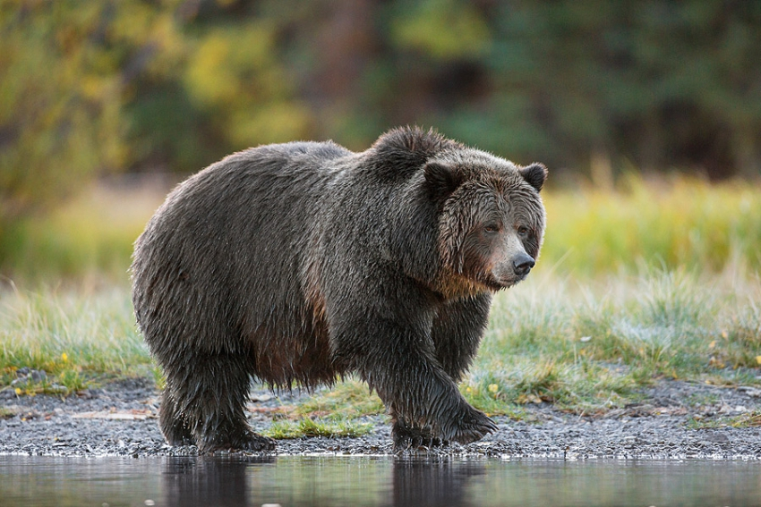 NHLer Clayton Stoner fined $10K for hunting grizzly bear without a proper  licence