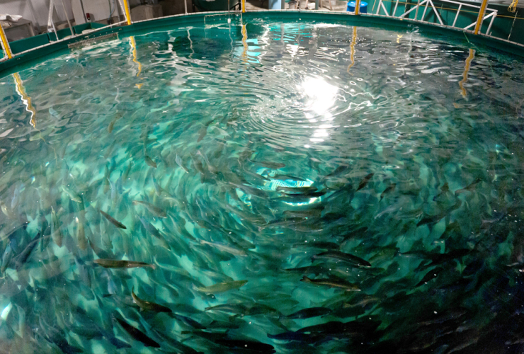 Aquaculture tank at Kuterra facility on northern Vancouver Island. Image Kuterra/J.R. Rardon.