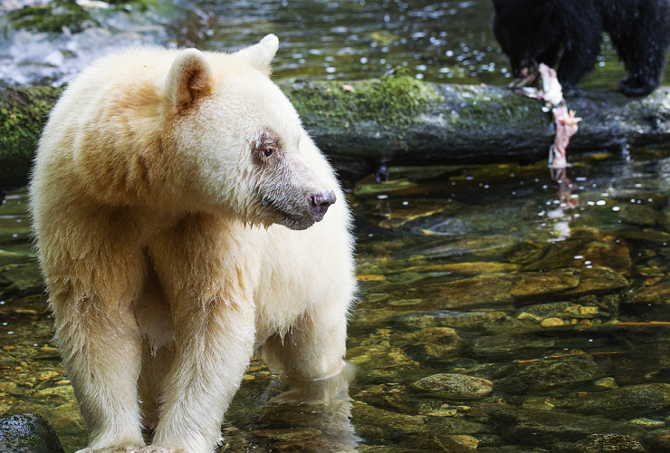 spirit bear, Kermode bear, Great Bear Rainforest