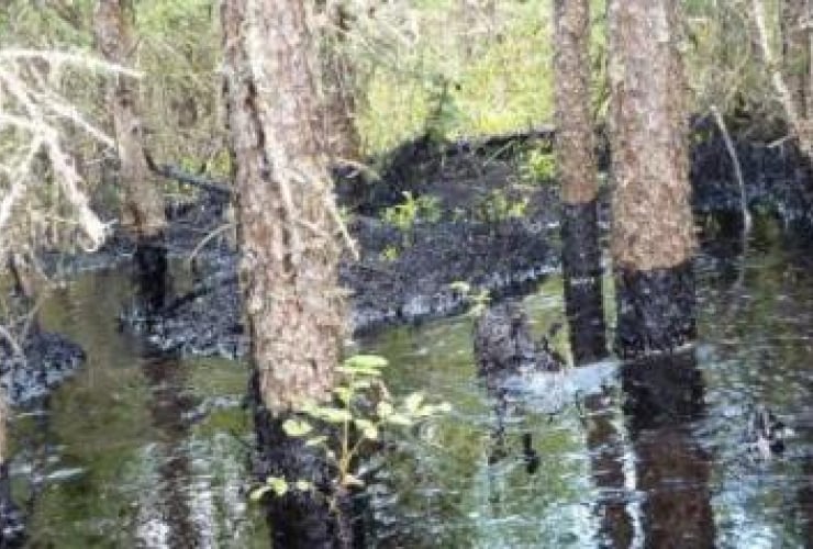 Oily trees affected by CNRL leak