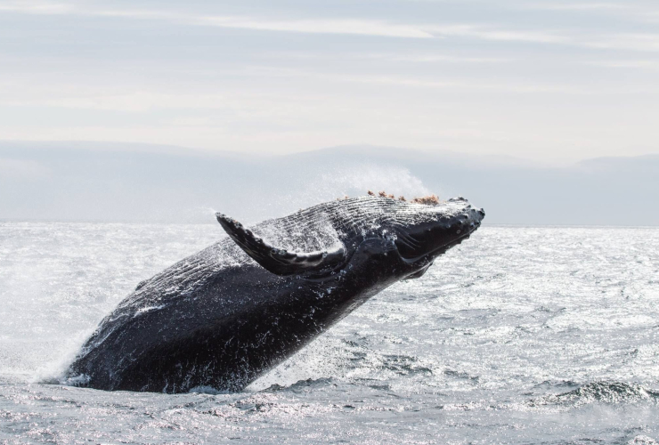 A humpback whale breaches the water. Photo from Eagle Wing Tours