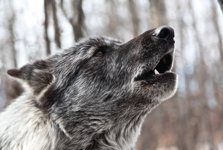 A still shot of a wolf from the film Unnatural Enemies. Photo by Geordie Day
