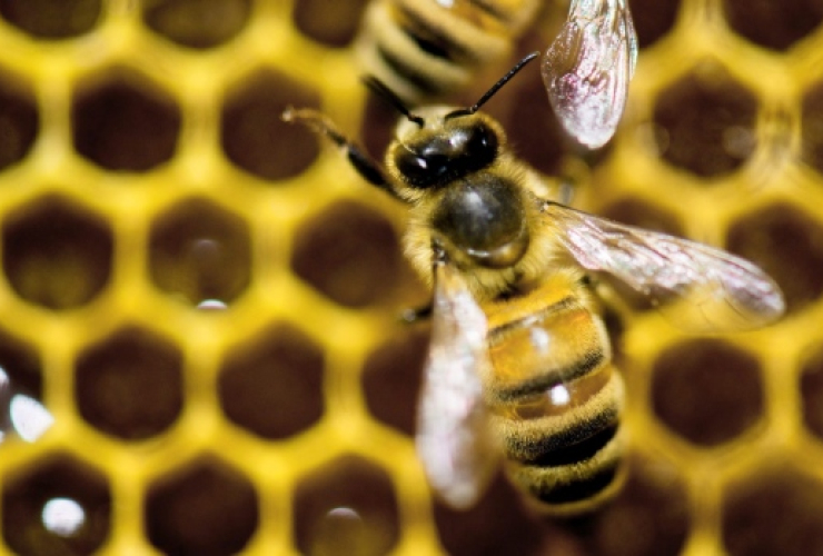 bee, pollinator, pesticides, Health Canada, Ecojustice, Pest management regulatory agency