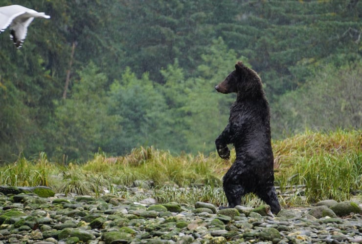 grizzly bear, Great Bear Rainforest, conservation, British Columbia, cub of the year