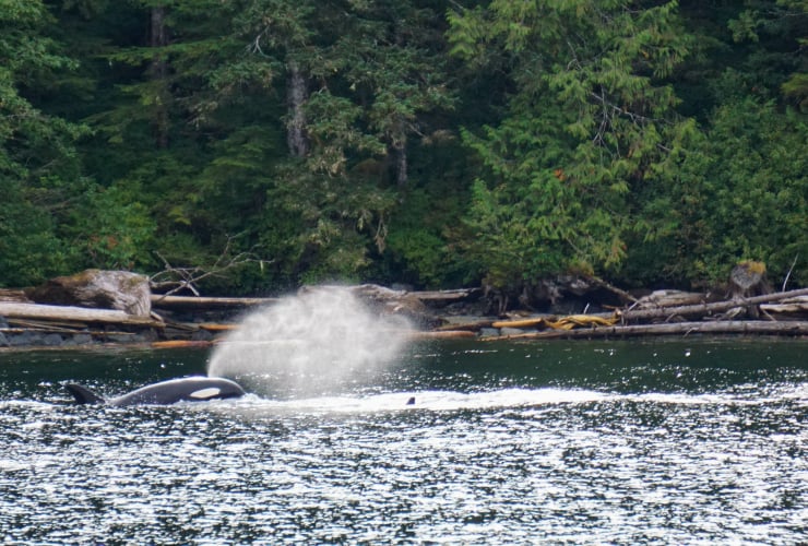 orca, killer whale, Southern Resident Killer whale, Great Bear Rainforest
