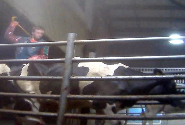 cattle abuse, animal welfare