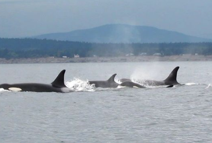 Southern resident Killer whale, Pacific Ocean, British Columbia, Trans Mountain