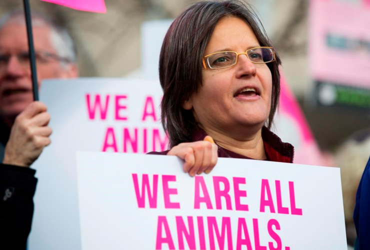 Toronto Pig Save, Anita Krajnc, Burlington, animal rights, pig, water