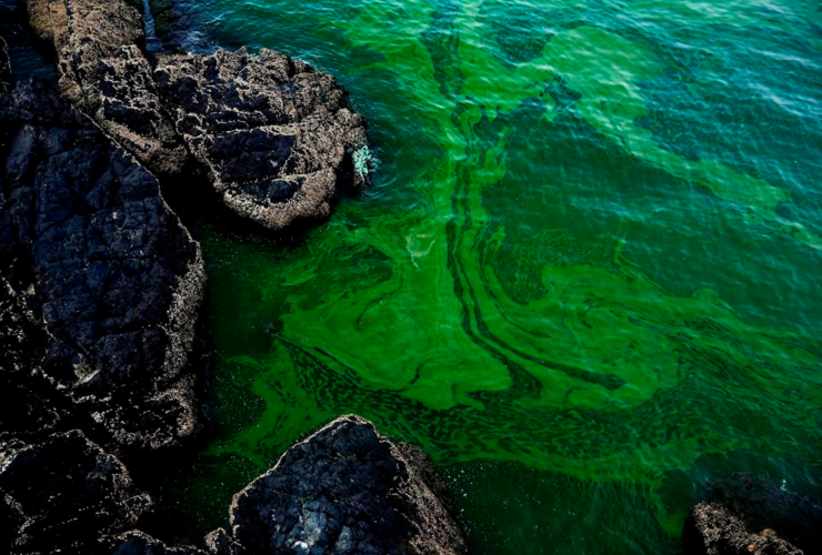 climate change, Arabian sea, algae bloom, Oman