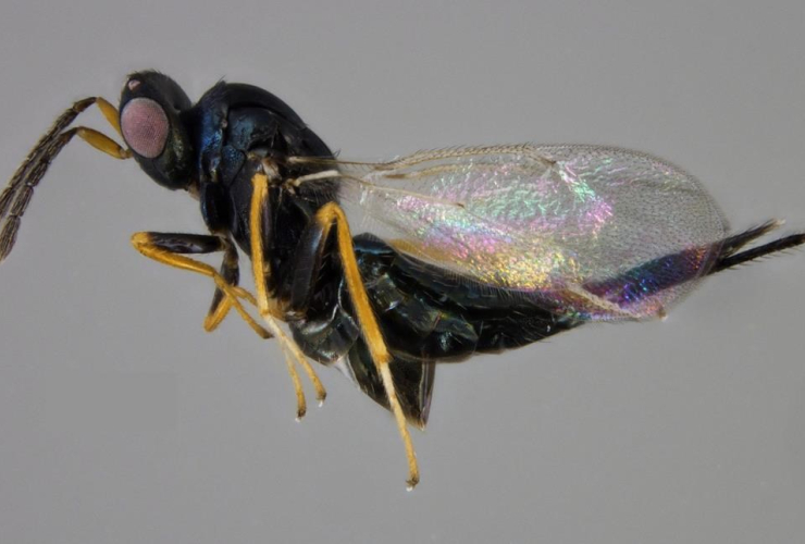 A wasp, named Tetrastichus planipennisi, that is being raised in Canada by Natural Resources Canada will be released this summer in the ongoing fight against the Emerald Ash borer is shown in a handout photo.