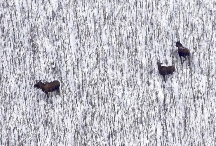 three moose browsing near Anvik, Alaska