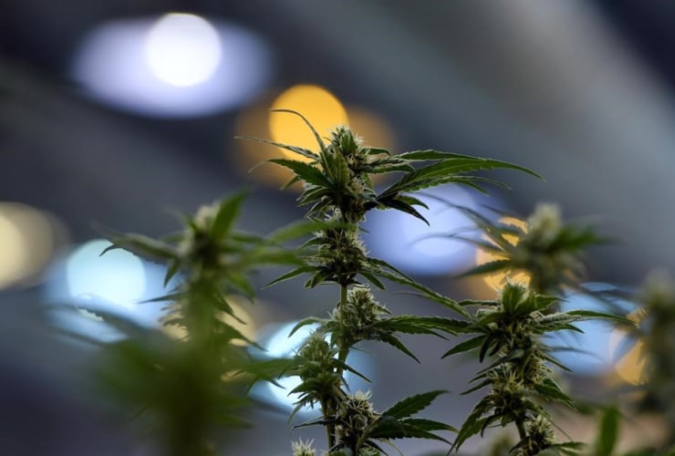 Flowering marijuana plants are pictured during a tour of Tweed in Smiths Falls, Ont., on Thursday, Jan. 21, 2016.