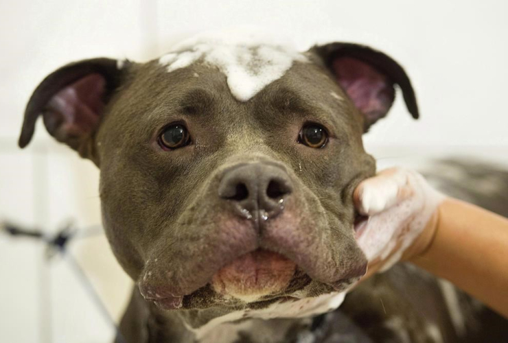 Bless, an American Pit Bull Terrier, is treated to a free grooming session at Pampered Pets in Montreal, Sunday, September 25, 2016.