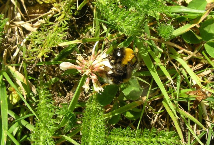 A bumblebee with a tracking device on its back is shown in a handout