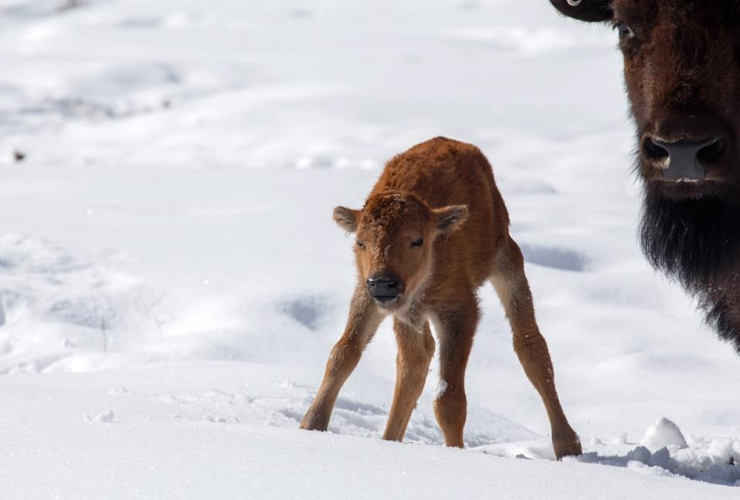 This bison calf's first steps in Banff's backcountry are part of a larger project to reintroduce wild bison to Canada‚ first national park. Handout Photo by Parks Canada-Adam Zier-Vogel