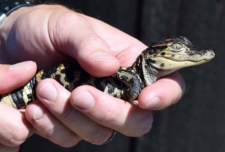 An alligator hatchling is shown in a Sept. 27, 2016 photo