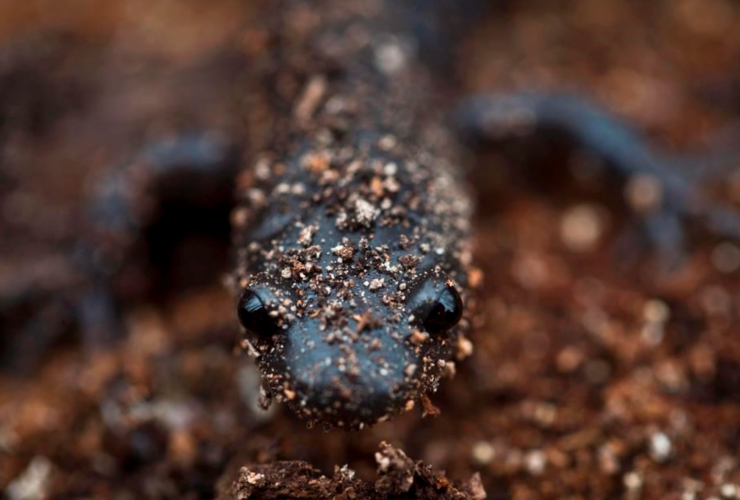 salamander, Tyandaga Environmental Coalition, Allegheny mountain dusky salamander