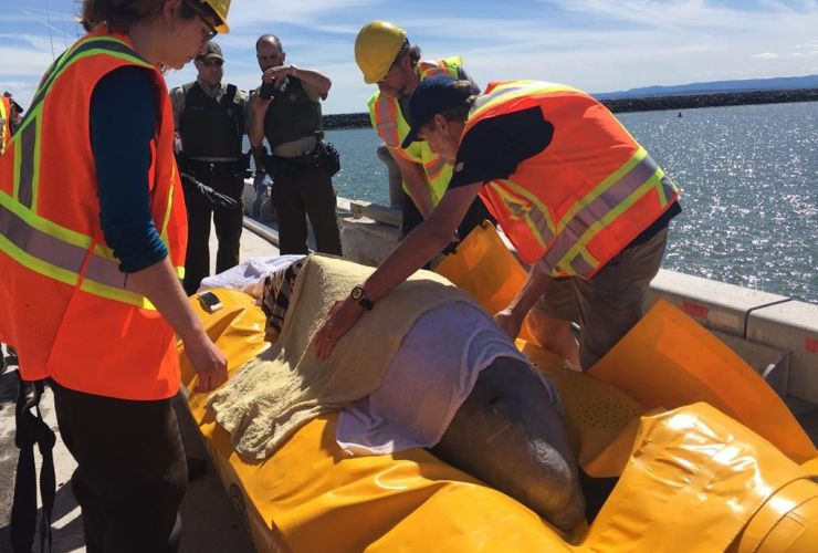 A beluga whale is rescued after getting stuck in the Nepisiguit River in Bathurst, N.B., on Thursday, June 15, 2017, in this handout photo. Handout Photo by The Fisheries and Oceans Canada, GREMM ou Whale Stewardship Project