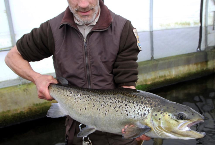 In this April 2, 2012 file photo, Michael West holds on to a 4-year-old Atlantic Salmon at the National fish Hatchery in Nashua, N.H.