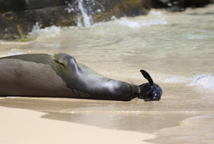 Hawaiian monk seal, newborn pup, Waikiki beach, Honolulu, National Oceanic and Atmospheric Administration, 