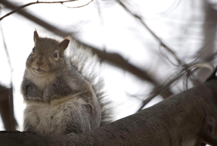 squirrel, tree, Toronto, Squirrel meat, Squirrel hunting