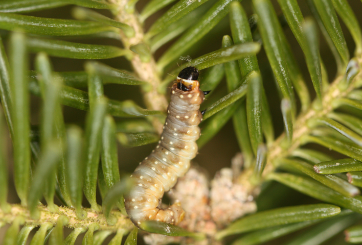 Spruce budworms, forest, wood, insect, New Brunswick