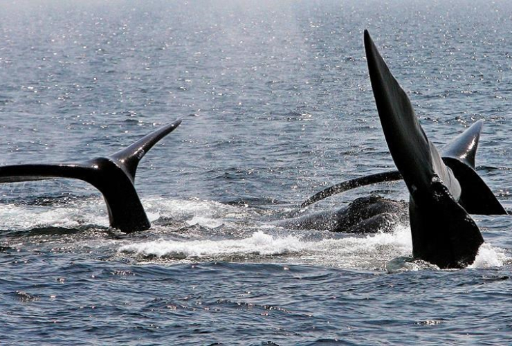 The right whales, which summer off of New England and Canada, are among the most imperilled marine mammals on Earth as populations have only slightly rebounded from the whaling era, when they nearly became extinct.