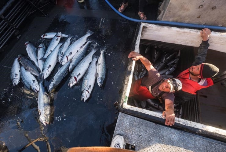 Cooke Aquaculture's marine salmon farm in the San Juan Islands off Washington state failed over a week ago, releasing thousands of farmed Atlantic salmon into waters.