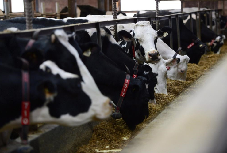 Dairy cows, feed, barn, farm, Ontario