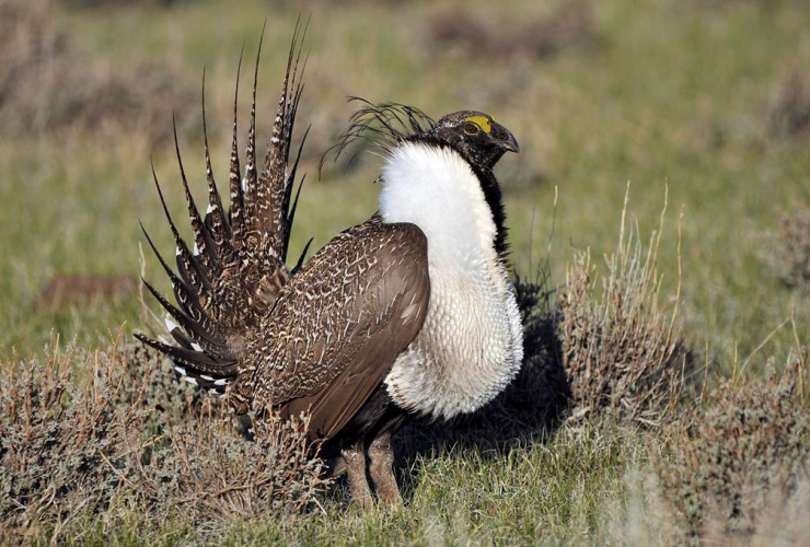 greater sage grouse male, mate, mating ground, Bridgeport, Calif.