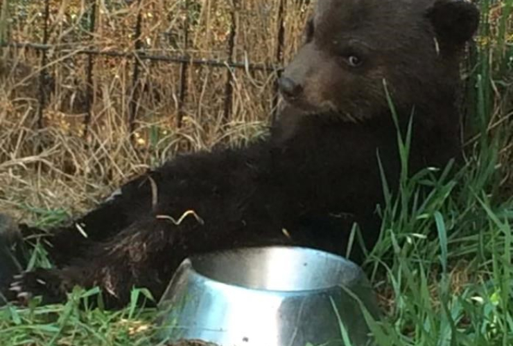 black bear cub, Dawson Creek, 