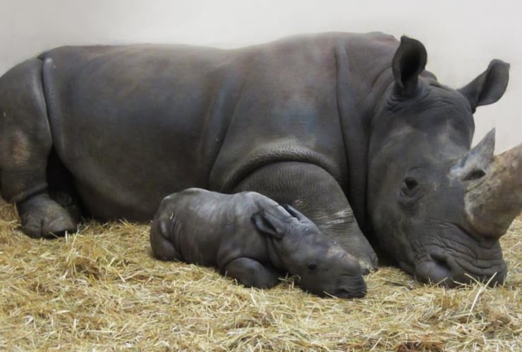 Toronto Zoo, Zohari, rhinoceros, birth, male calf,
