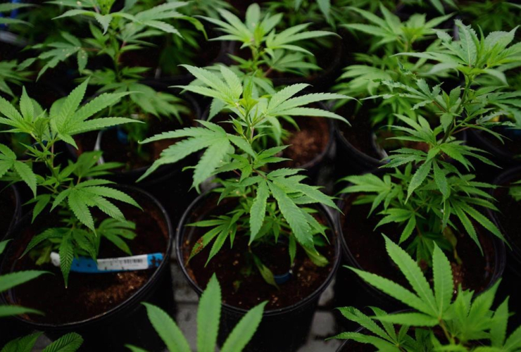 Marijuana plants, Tweed Inc., Smiths Falls, Ont.,