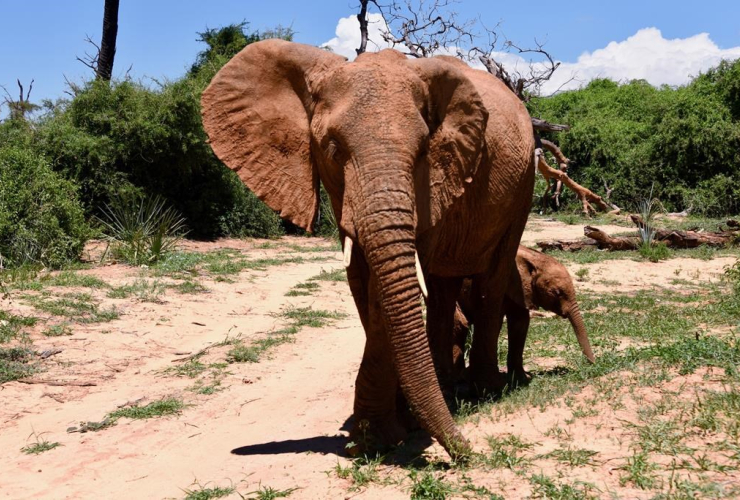 Sophie, elephant, Sophie Gregorie Trudeau, baby, Kenya,