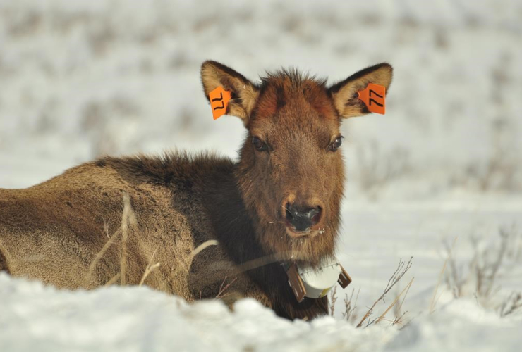 elk, study, Banff National Park,