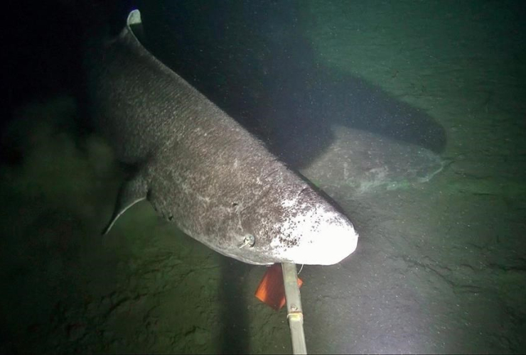 Greenland shark, researchers, Marine Institute Scientists, Newfoundland, largest, elusive, shark species,