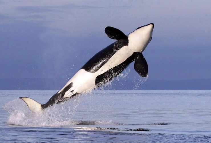 female resident orca whale, swimming, Puget Sound, Bainbridge Island, 