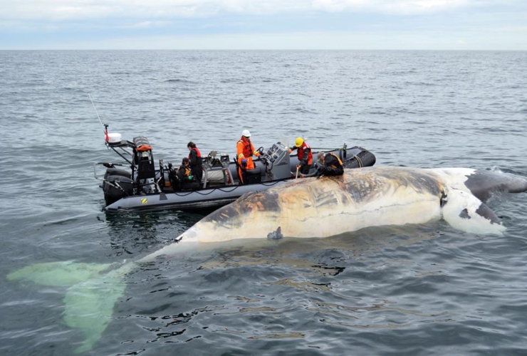 Researchers, dead right whale, Gulf of St.Lawrence,