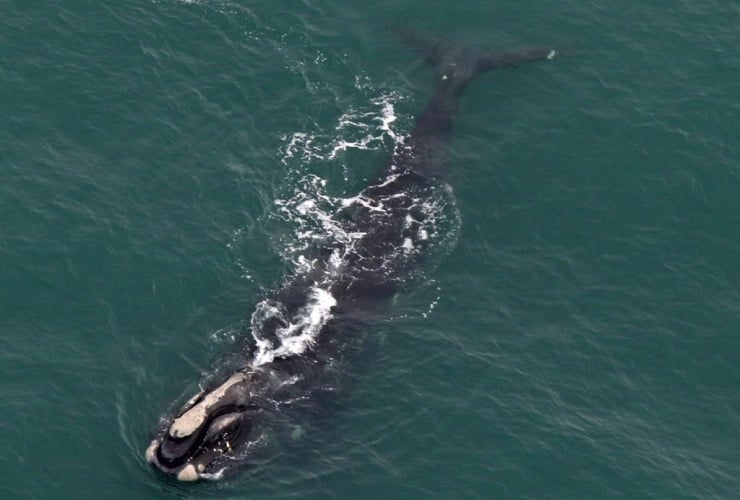 right whale, Center for Coastal Studies,