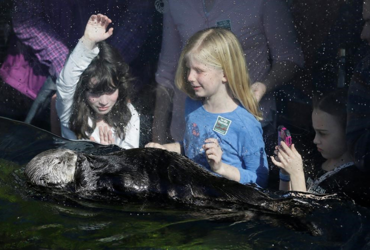 sea otter, Monterey Bay Aquarium, Calif.,