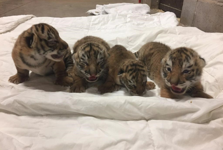 Tiger cubs, 