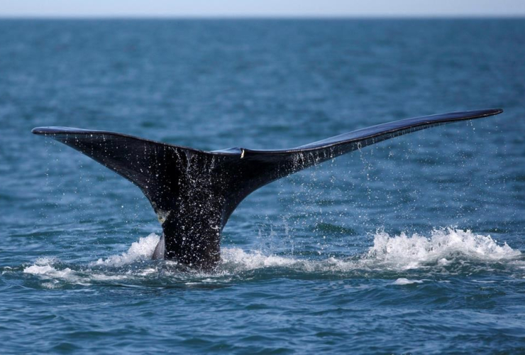North Atlantic right whale, Cape Cod bay, 